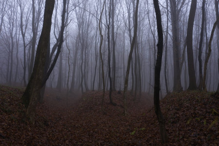Walking in Scary Fog Forest aerial view