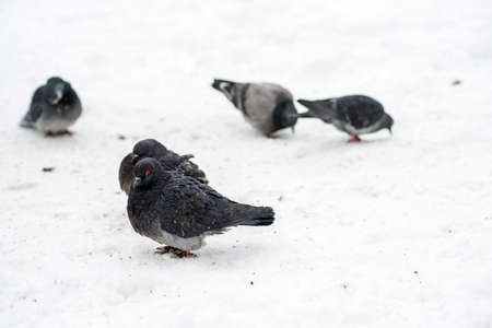 A flock of pigeons on snow, which is cold.の写真素材