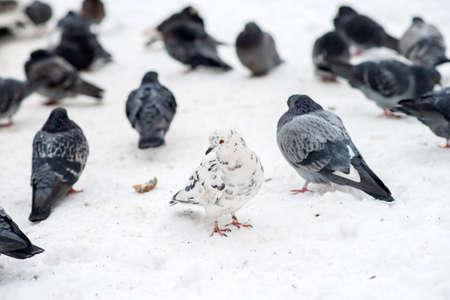 Pigeons sits on white snow in winterの写真素材
