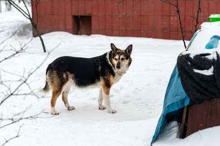 Homeless dog in the winterの写真素材