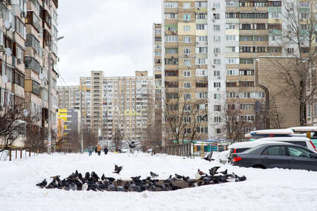 A gray wild pigeon warms up on a manhole in winter overall planの写真素材