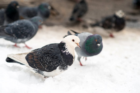 A flock of pigeons on snow, which is cold.の写真素材