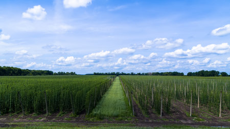 Hop field aerial panorama view