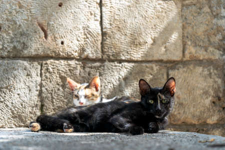 Street cats in Istanbul. Resting and relaxed cats on the streets of Istanbulの写真素材