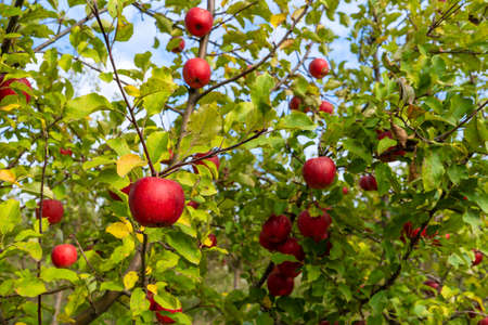 A full garden of beautiful red ripe applesの写真素材
