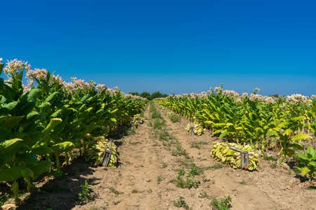 Tobacco plantation by agriculturist in village farm with beautiful blue skyの写真素材