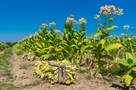 Tobacco field plantation under blue skyの写真素材