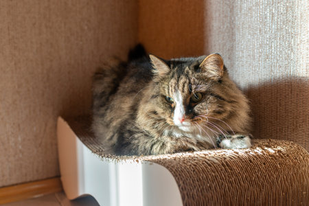 Maine Coon domestic cat lies on a scratching post close-up portraitの写真素材