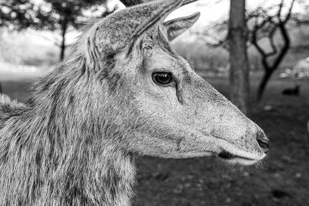 Deer portrait close-up black and white photographyの写真素材