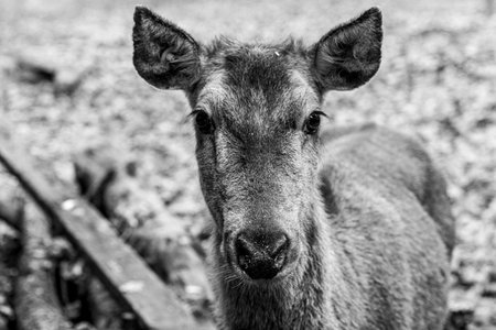 Deer female portrait close-up black and white photographyの写真素材