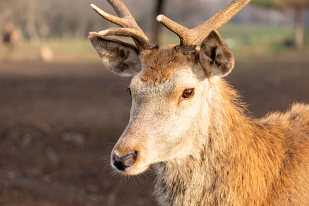 Beautiful young deer with short antlers portraitの写真素材