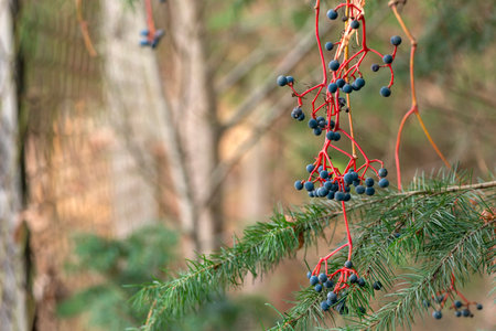Bunches of ripe wild grapes in fir trees close-up copy space desktop screensaverの写真素材