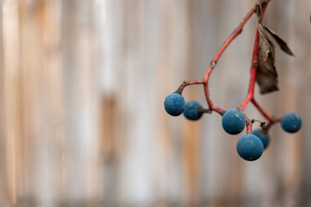 Vine with ripe grapes on blur wooden background macro copy spaceの写真素材