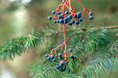 Bunches of ripe wild grapes in fir trees close-up copy space desktop screensaverの写真素材