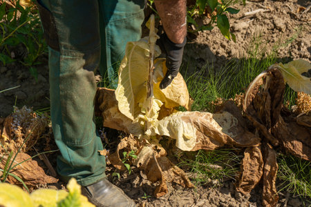 Tobacco farmers collecting tobacco leaves in a field close-up.の写真素材