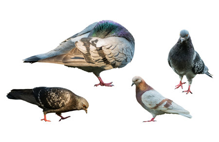 Dove hides its head in feathers grey pigeons set doves in different poses group curious urban isolated backgroundの写真素材