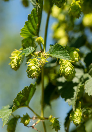 Cones of unripe young hops on a sunny day close-up