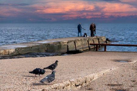 Twilight Fishing: Anglers and Pigeons Share a Seaside Moment. Fishermans and Birds Coexist at Sunset near the seaの写真素材