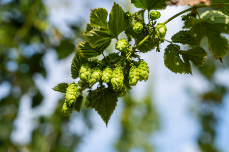 Close-up of Ripe Hop Flowers Ready for Harvest