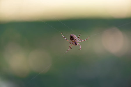 Suspended Success: Spiders Strategy. Spider in a web macro