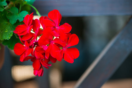 Vibrant red flowers amidst lush green leaves, perfect for spring nature themes and gardening conceptsの写真素材