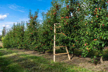 Shiny delicious apples hanging from a tree branch in an apple orchardの写真素材
