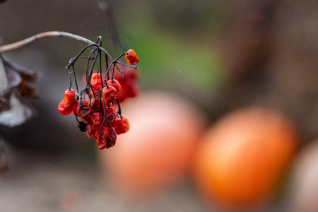 The end of the harvest season with withered red viburnum berries in a gardenの写真素材