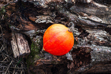 A single vibrant orange pumpkin on a dark textured log with mossの写真素材
