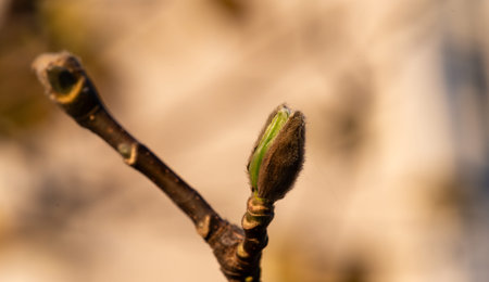 A detailed close-up of a soft, fuzzy magnolia tree bud on a twig against a warm blurred background