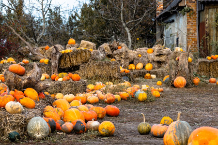 A charming rural farm setting with a bountiful harvest of orange pumpkins displayed on hay for saleの写真素材