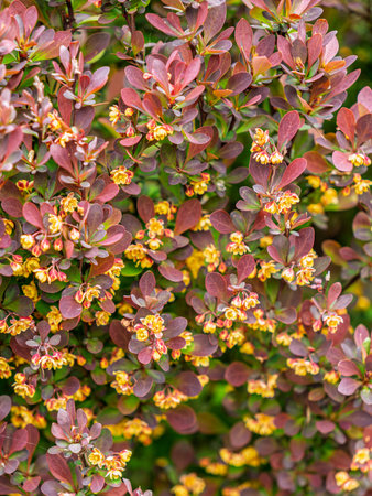 Bright blooming barberry bush with clusters of small yellow flowers and red purple leaves vibrant spring foliageの写真素材