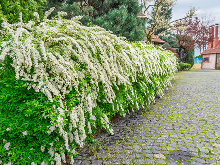 Bright fresh white flowers of spirea bushes cascading beautifully over green foliage along charming garden walkwayの写真素材