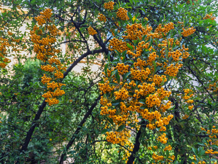 Golden yellow rowan berry bunches on thorny pyracantha shrub with green foliage in natural daylight...