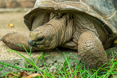 Giant land turtle with brown-grey shell and textured skin resting on the border between concrete and...