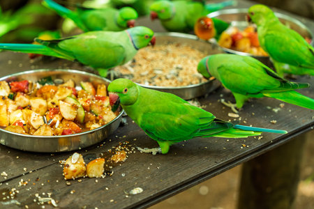 Closeup view of green parrots eating chopped apples and seeds in a tropical bird sanctuary enclosure