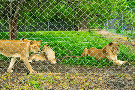 Three lionesses resting and interacting inside a fenced enclosure with lush green grass at a tropical wildlife parkの写真素材