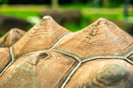 Extreme macro close-up showcasing the detailed texture and pyramidal shape of a giant tortoises weathered shell scutesの写真素材
