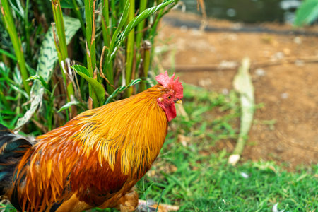 Close-up side profile of a colorful rooster with vibrant orange and red plumage standing near green...