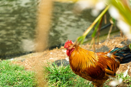 A beautiful rooster with shining golden-orange plumage standing near the waters edge and green grass in a natural settingの写真素材