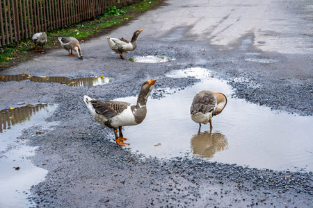 Domestic geese standing in rain puddles on rural road overcast day authentic countryside scene after showerの写真素材