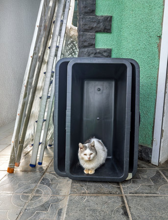 White and gray stray cat sitting inside black plastic storage container on urban construction siteの写真素材