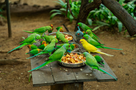 Many parrots eating from metal trays in outdoor aviary capturing lively wildlife scene with vibrant...