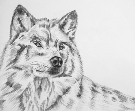 This is an original painting of a wolf portrait
