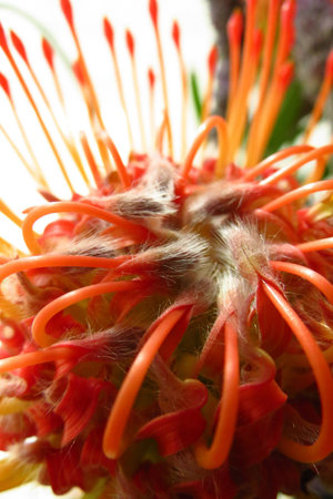 Pin Cushion abstract