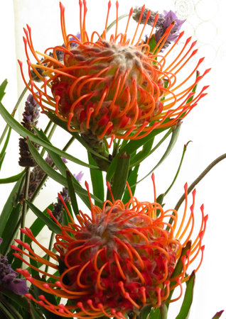 two pin cushionsの写真素材