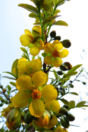 Yellow blossomsの写真素材