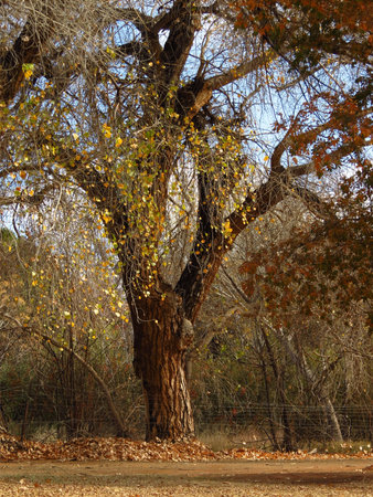 autunm treeの写真素材