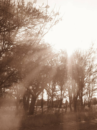 sunrays through the branchesの写真素材