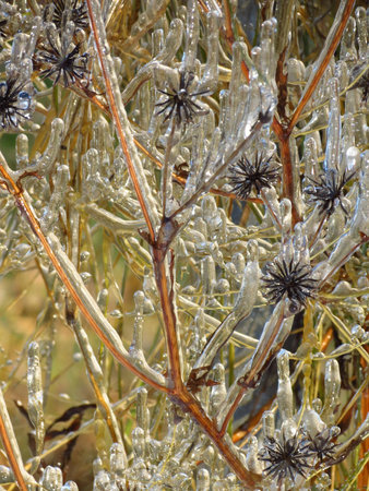 frozen seedの写真素材