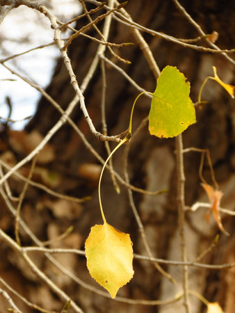 lone winter leavesの写真素材